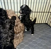 Kahlúa, a female Maltipoo and Shihpoo for sale in Sebring, FL – Photo 1 of 5