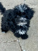 Kahlúa, a female Maltipoo and Shihpoo for sale in Sebring, FL – Photo 2 of 5