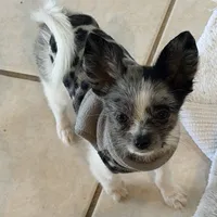 Murley, a male Yorkipoo and Pomeranian for sale in Sebring, FL – Photo 4 of 7