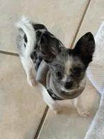 Murley, a male Yorkipoo and Pomeranian for sale in Sebring, FL – Photo 4 of 7