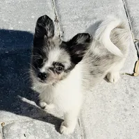 Murley, a male Yorkipoo and Pomeranian for sale in Sebring, FL – Photo 3 of 7