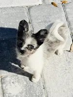 Murley, a male Yorkipoo and Pomeranian for sale in Sebring, FL – Photo 3 of 7