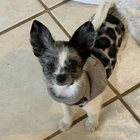 Murley, a male Yorkipoo and Pomeranian for sale in Sebring, FL – Photo 1 of 7