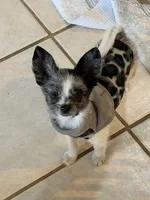 Murley, a male Yorkipoo and Pomeranian for sale in Sebring, FL – Photo 1 of 7