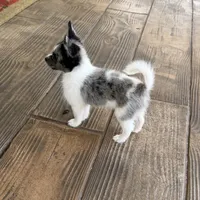 Murley, a male Yorkipoo and Pomeranian for sale in Sebring, FL – Photo 5 of 7