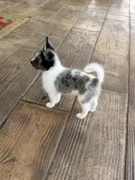 Murley, a male Yorkipoo and Pomeranian for sale in Sebring, FL – Photo 5 of 7