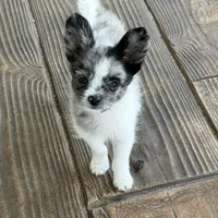 Murley, a male Yorkipoo and Pomeranian for sale in Sebring, FL – Photo 2 of 7