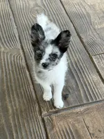 Murley, a male Yorkipoo and Pomeranian for sale in Sebring, FL – Photo 2 of 7