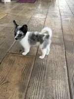Murley, a male Yorkipoo and Pomeranian for sale in Sebring, FL – Photo 6 of 7