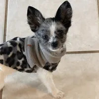 Murley, a male Yorkipoo and Pomeranian for sale in Sebring, FL – Photo 7 of 7