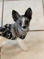 Murley, a male Yorkipoo and Pomeranian for sale in Sebring, FL – Photo 7 of 7