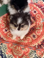 Dolly, a female Pomeranian for sale in Sebring, FL – Photo 2 of 3