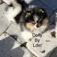 Dolly, a female Pomeranian for sale in Sebring, FL – Photo 1 of 3