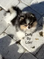 Dolly, a female Pomeranian for sale in Sebring, FL – Photo 1 of 3