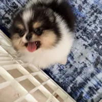 Dolly, a female Pomeranian for sale in Sebring, FL – Photo 3 of 3