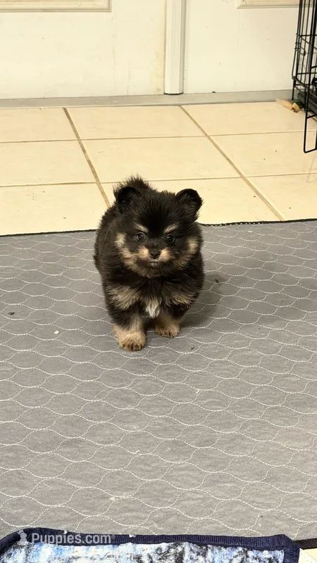 Tubby  – Pomapoo, Pomeranian puppy for sale in Sebring, FL