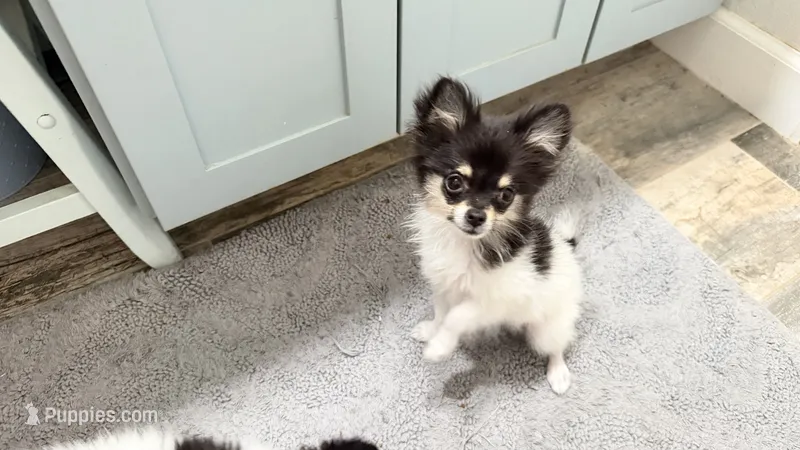  Tcup-Gladly (trained) – Papillon, Pomeranian puppy for sale in Sebring, FL
