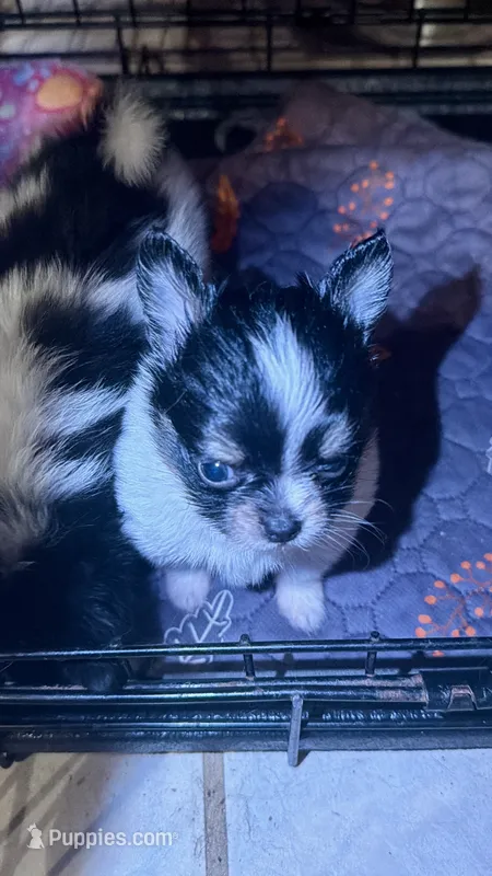 Tcup-Orion – Papillon, Pomeranian puppy for sale in Sebring, FL
