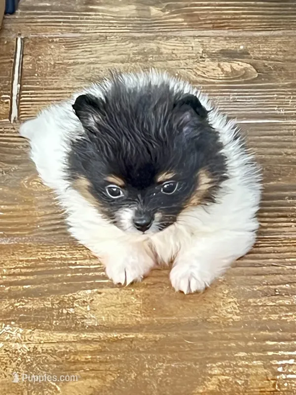 Tcup Pickle, a female Pomeranian for sale in Sebring, FL – Photo 1 of 4