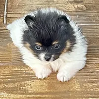 Tcup Pickle, a female Pomeranian for sale in Sebring, FL – Photo 1 of 4