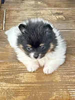 Tcup Pickle, a female Pomeranian for sale in Sebring, FL – Photo 1 of 4