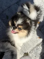 Dolly , a female Pomeranian for sale in Sebring, FL – Photo 2 of 5