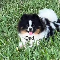 Tcup Pickle, a female Pomeranian for sale in Sebring, FL – Photo 4 of 4