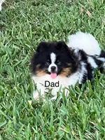 Tcup Pickle, a female Pomeranian for sale in Sebring, FL – Photo 4 of 4