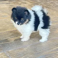 Tcup Pickle, a female Pomeranian for sale in Sebring, FL – Photo 2 of 4