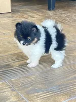 Tcup Pickle, a female Pomeranian for sale in Sebring, FL – Photo 2 of 4