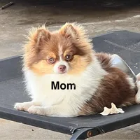 Tcup Pickle, a female Pomeranian for sale in Sebring, FL – Photo 3 of 4