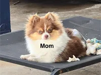 Tcup Pickle, a female Pomeranian for sale in Sebring, FL – Photo 3 of 4