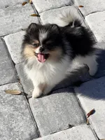 Dolly , a female Pomeranian for sale in Sebring, FL – Photo 3 of 5