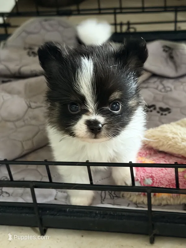 Tcup-Saylee – Papillon, Pomeranian puppy for sale in Sebring, FL