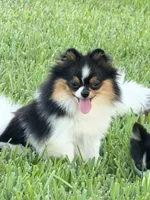 Dolly  Trained , a female Pomeranian for sale in Sebring, FL – 3 of 5