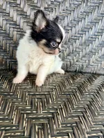 Tcup-Orion, a male Papillon and Pomeranian for sale in Sebring, FL – 4 of 7