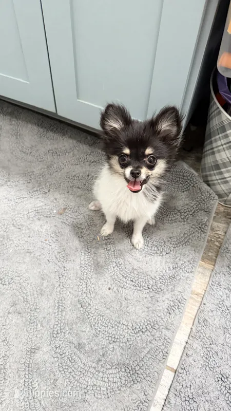  Tcup-Gladly  – Chihuahua, Pomeranian puppy for sale in Sebring, FL