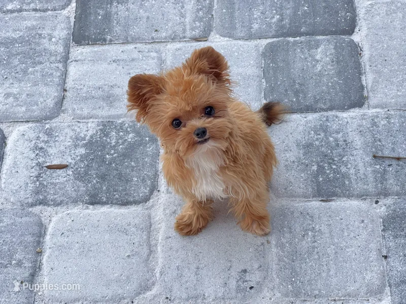 Peanut – Papillon puppy on hold in Sebring, FL