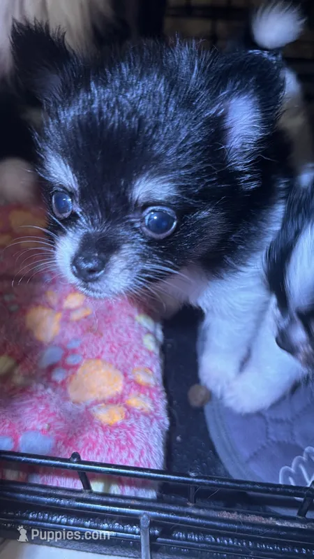  Gladly  – Papillon, Pomeranian puppy for sale in Sebring, FL