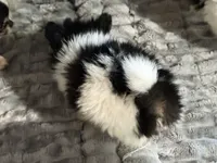 Tcup-Saylee, a female Papillon and Pomeranian for sale in Sebring, FL – 6 of 6