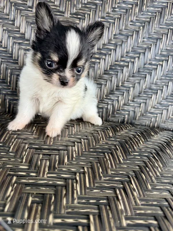 Tcup-Orion – Papillon, Pomeranian puppy for sale in Sebring, FL