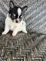 Tcup-Orion, a male Papillon and Pomeranian for sale in Sebring, FL – 3 of 7