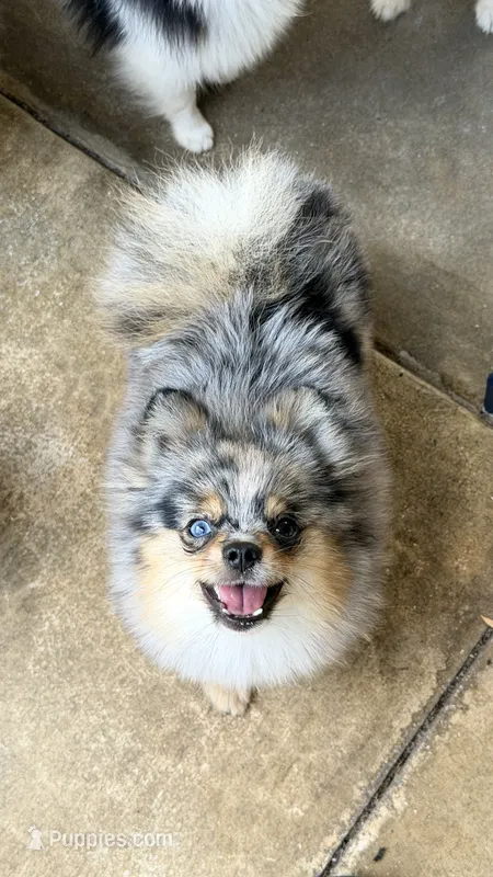 Uno – Pomeranian puppy for sale in Sebring, FL
