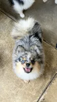 Uno, a male Pomeranian for sale in Sebring, FL – 1 of 2