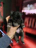 Tessa, a female Pomapoo and Pomeranian for sale in Sebring, FL – Photo 3 of 3