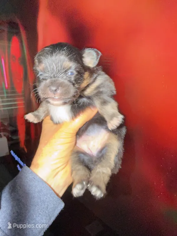 Tessa, a female Pomapoo and Pomeranian for sale in Sebring, FL – Photo 1 of 3