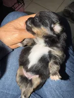 Tessa, a female Pomapoo and Pomeranian for sale in Sebring, FL – Photo 2 of 3