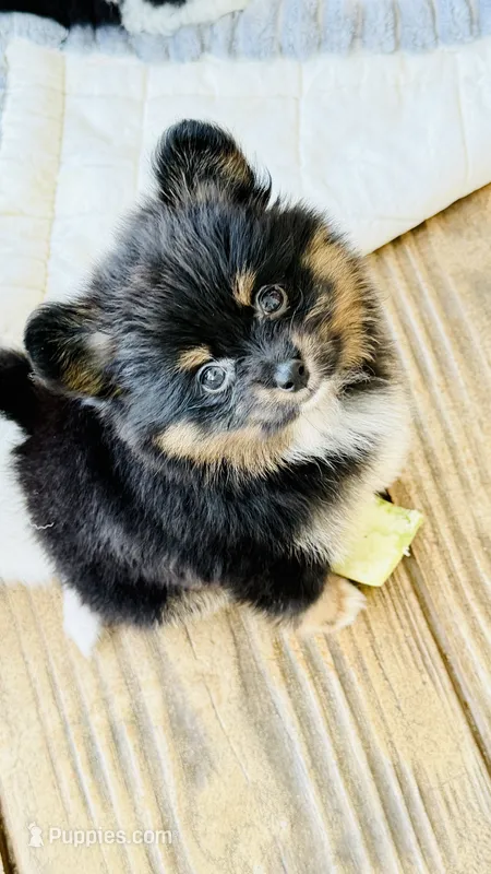 Tessa – Pomapoo, Pomeranian puppy for sale in Sebring, FL