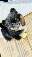 Tessa, a female Pomapoo and Pomeranian for sale in Sebring, FL – 1 of 4