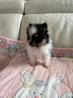 Evie , a female Pomeranian for sale in Sebring, FL – 4 of 5